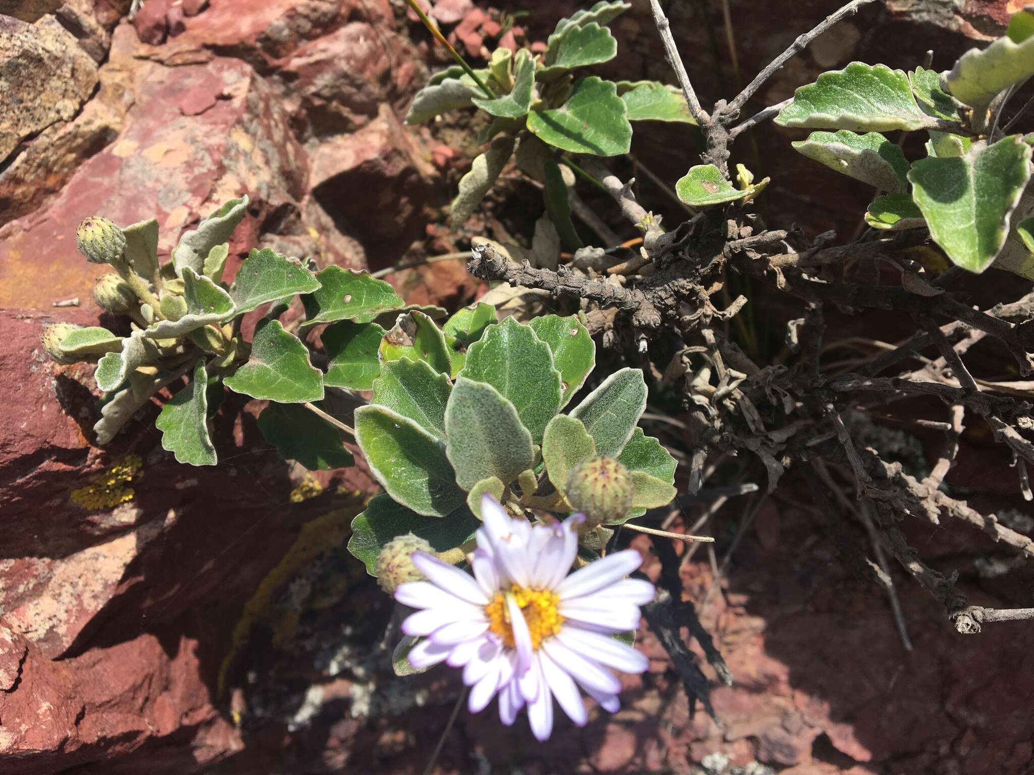 Image de Olearia tomentosa (Wendl.) DC.