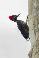 Image of Lineated Woodpecker