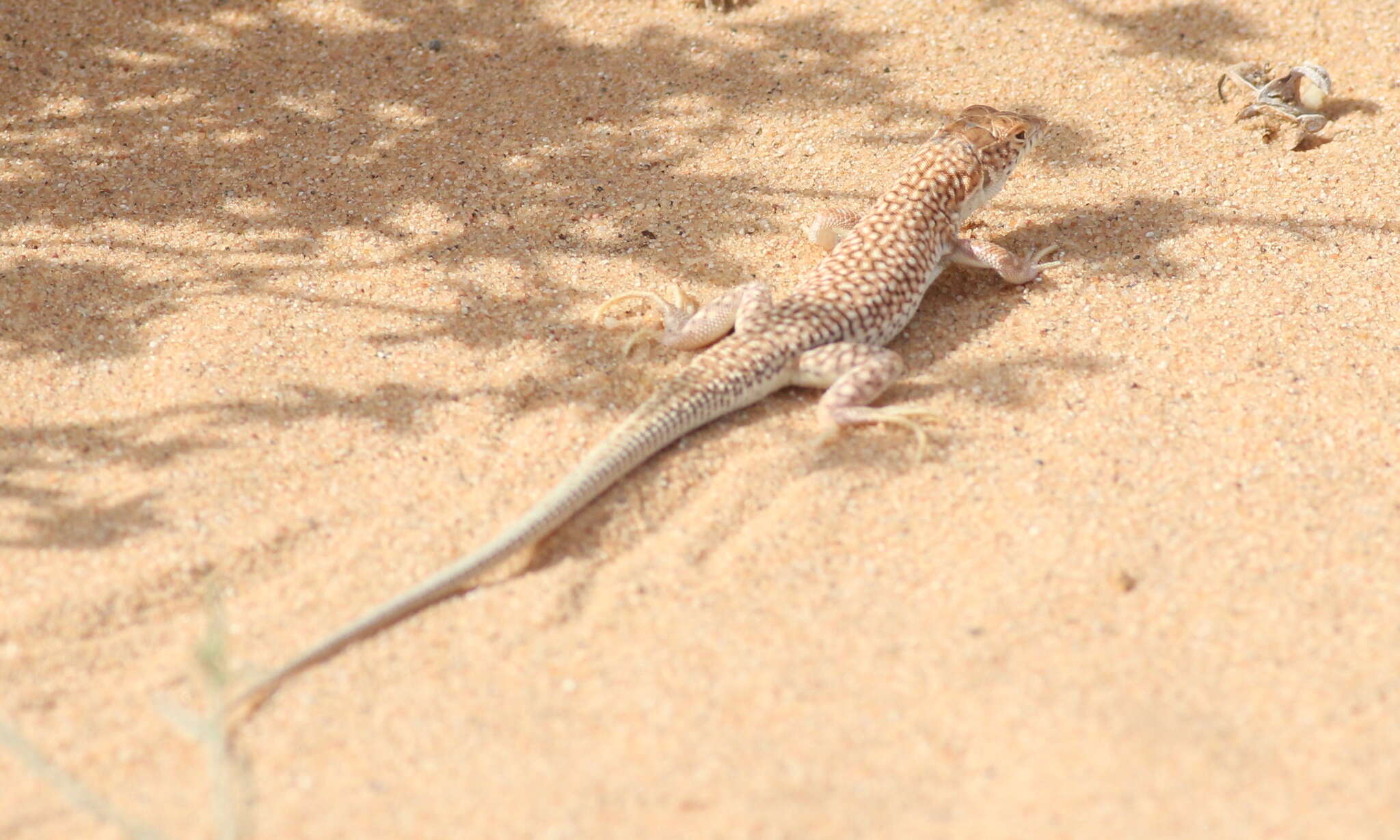 Plancia ëd Acanthodactylus dumerilii (Milne-edwards 1829)