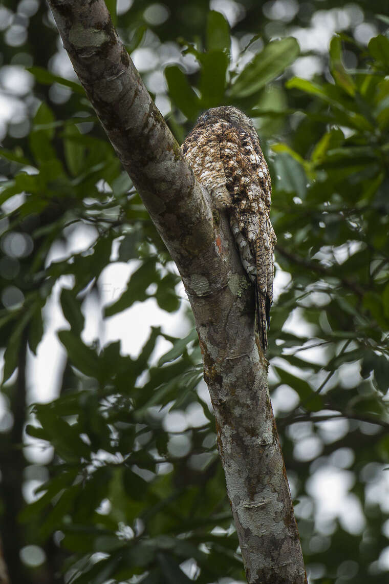 Image of Great Potoo