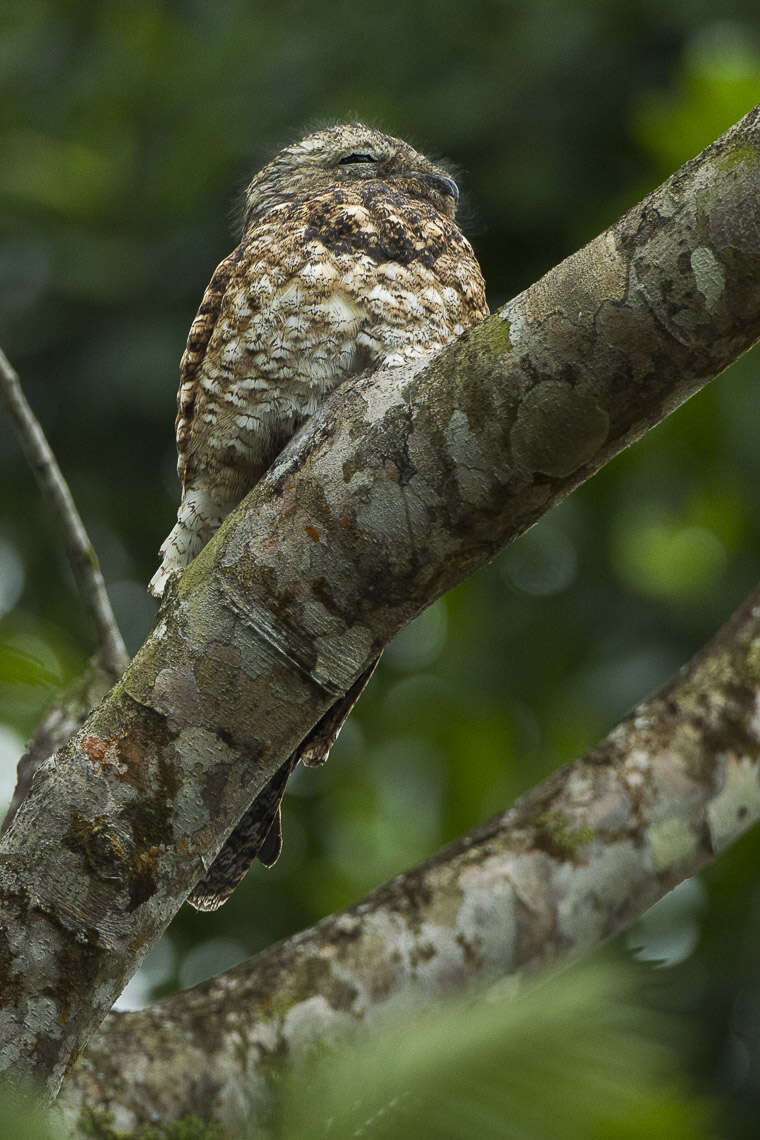 Image of Great Potoo