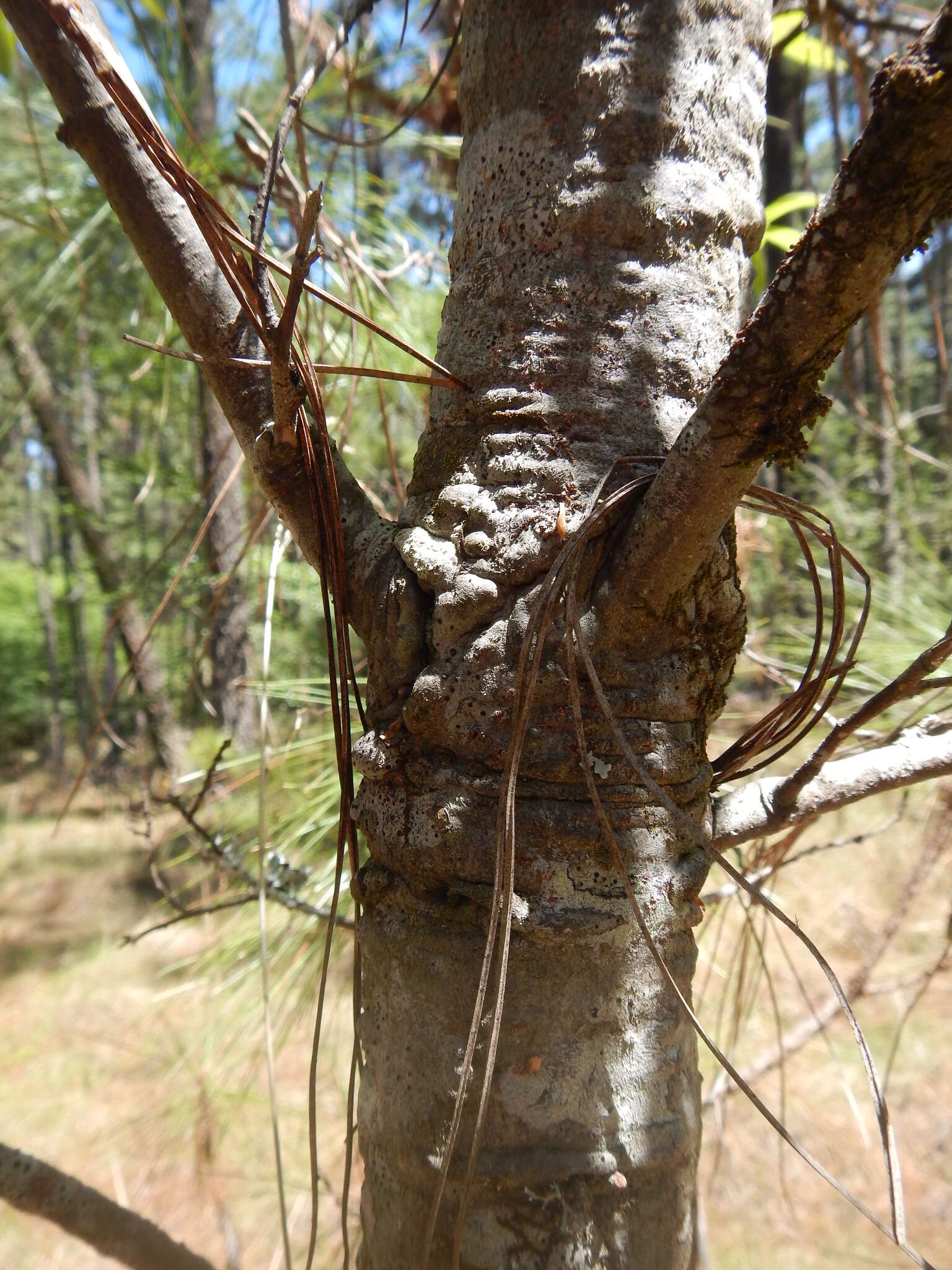 Imagem de Quercus crispipilis Trel.