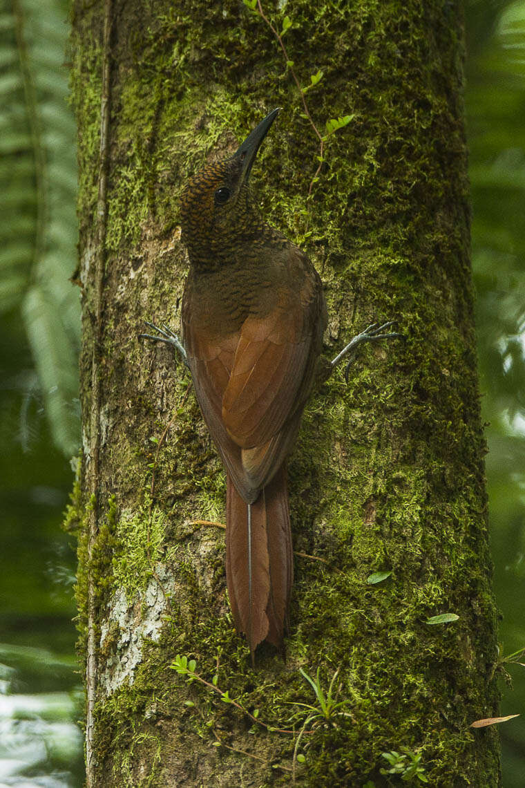 Image of Northern Barred Woodcreeper