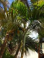 Image of Areca Palm