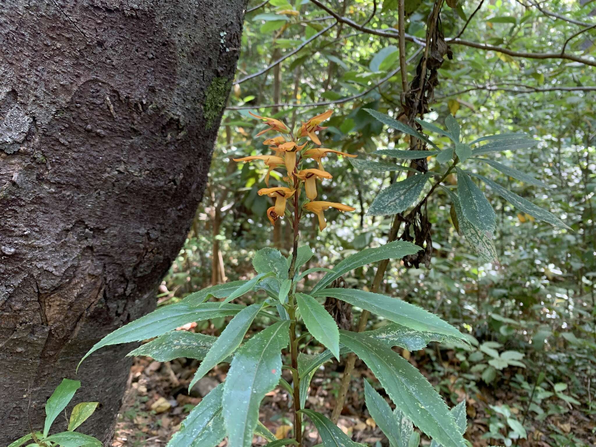 Imagem de Digitalis canariensis L.