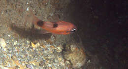 Image of Flamefish