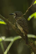 Image of White-whiskered Puffbird