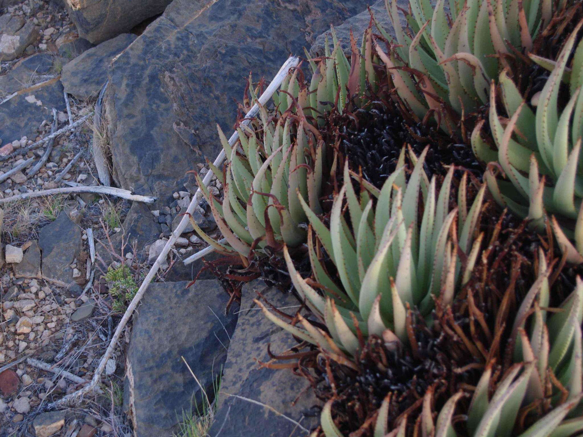 Image of Aloe argenticauda Merxm. & Giess