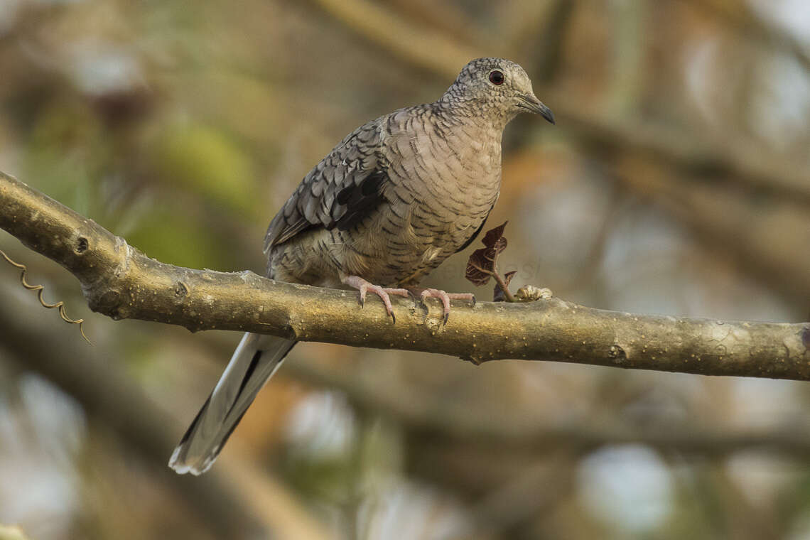 صورة حمام صغير