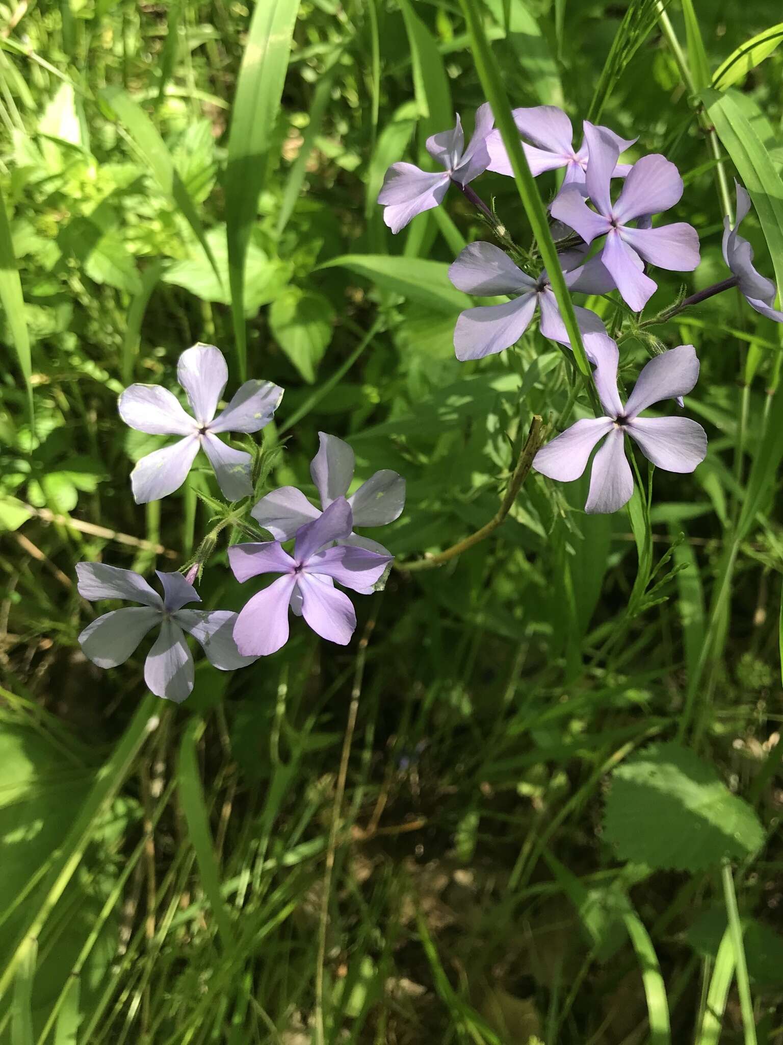 Imagem de Phlox divaricata subsp. laphamii (Alph. Wood) Wherry