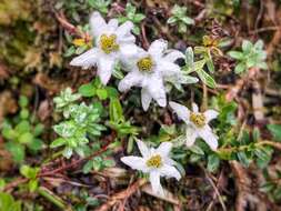 Image of Leontopodium microphyllum Hayata