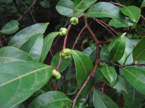 صورة Phyllanthus hohenackeri Müll. Arg.