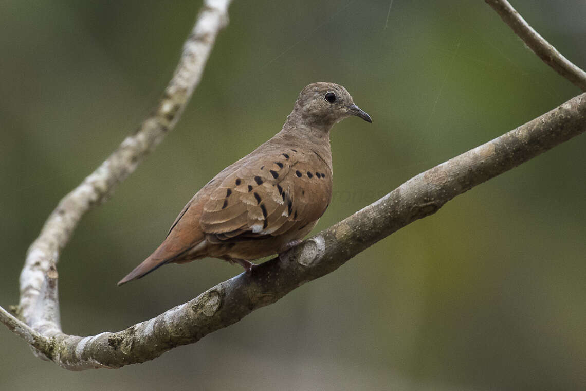 Image of Ruddy Ground Dove