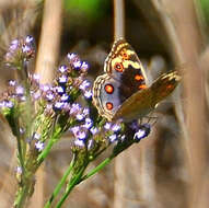 Слика од Junonia orithya madagascariensis Guenée 1872