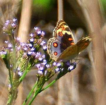 Слика од Junonia orithya madagascariensis Guenée 1872