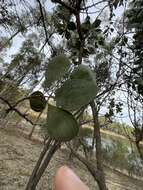 Image de Hakea petiolaris Meissn.