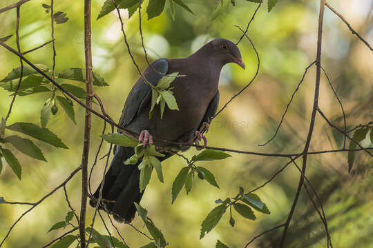 Image de Pigeon à bec rouge