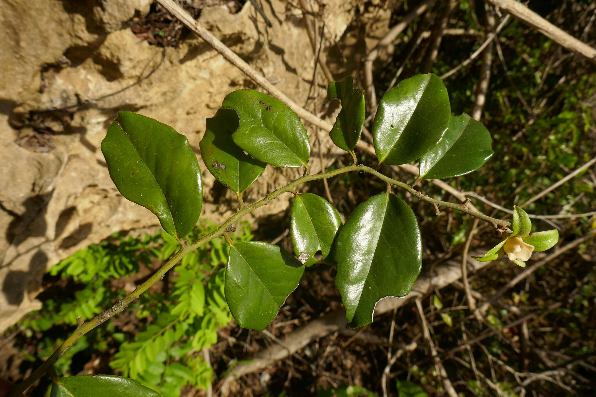 Image of Diospyros comorensis Hiern