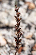 Image of Thereianthus bracteolatus (Lam.) G. J. Lewis