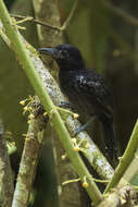 Image of Black-hooded Antshrike