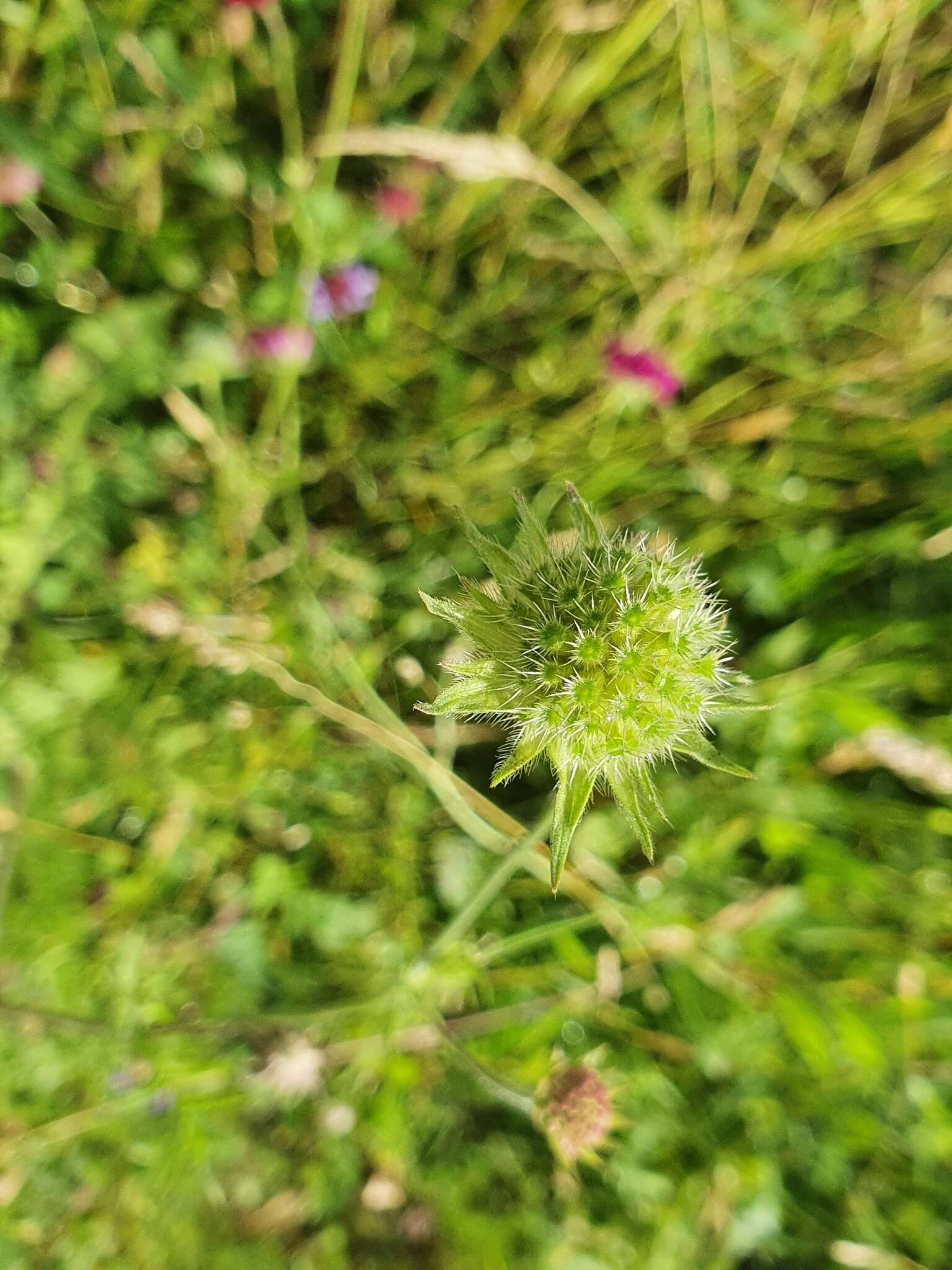 Image of Knautia macedonica Griseb.