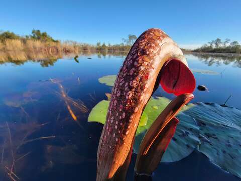 Image of Sarracenia minor var. okefenokeensis D. E. Schnell