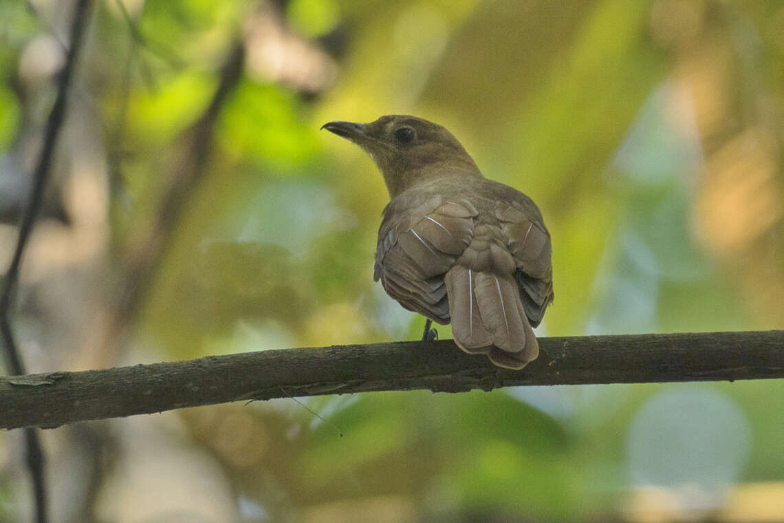 Image of Rufous Piha