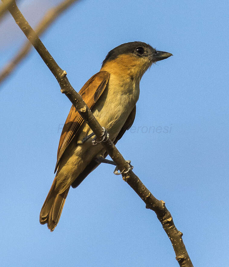 Pachyramphus aglaiae (Lafresnaye 1839) resmi