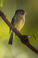 Empidonax atriceps Salvin 1870的圖片