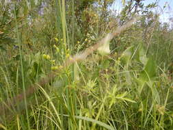 Imagem de Ranunculus pensylvanicus L. fil.