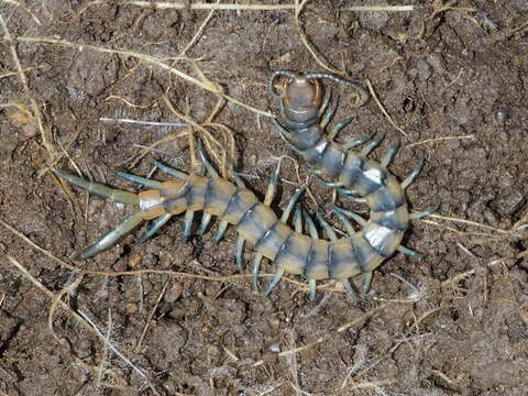 Image of Common Desert Centipede