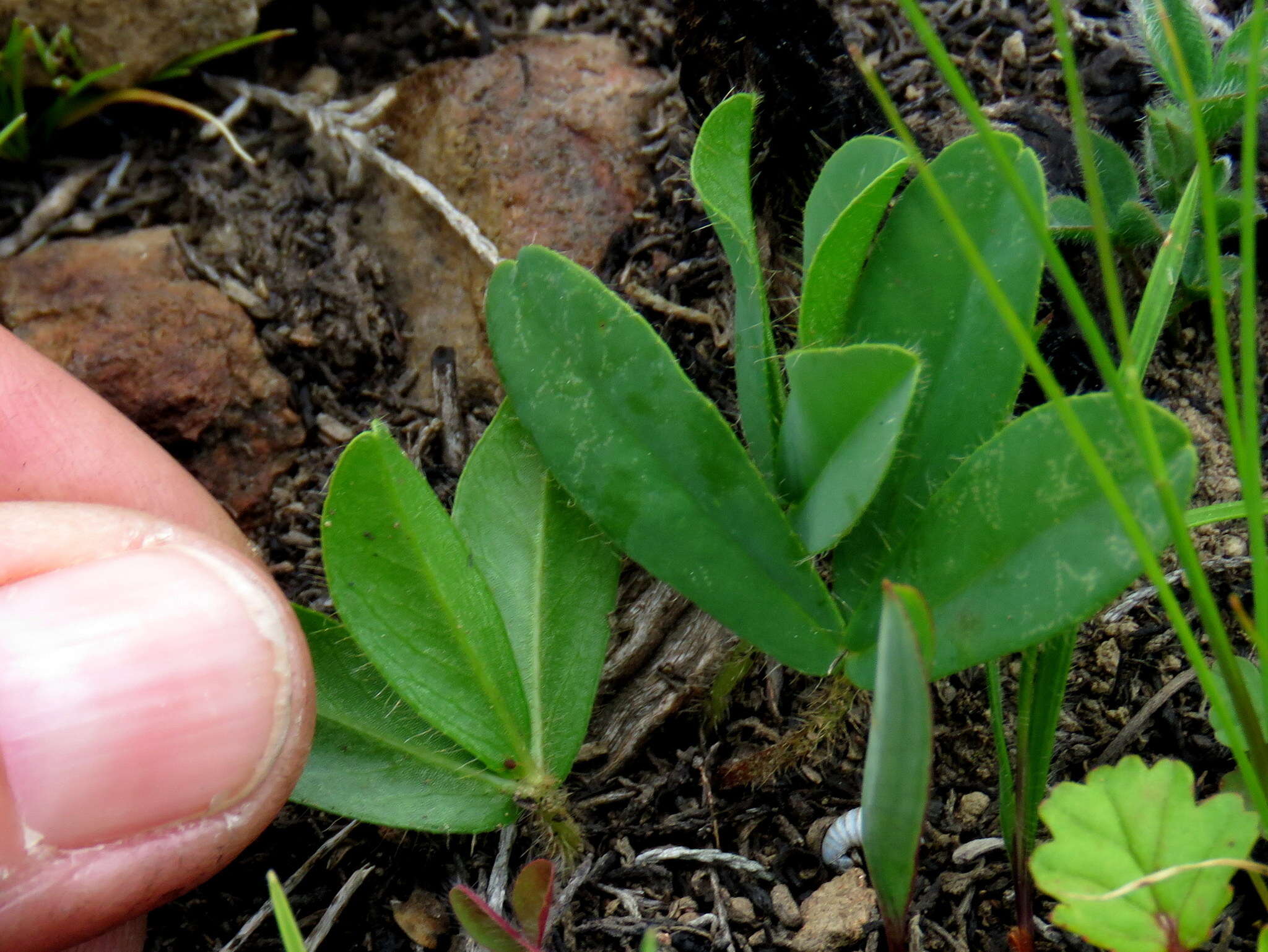 Image of Oxalis eckloniana var. sonderi Salter