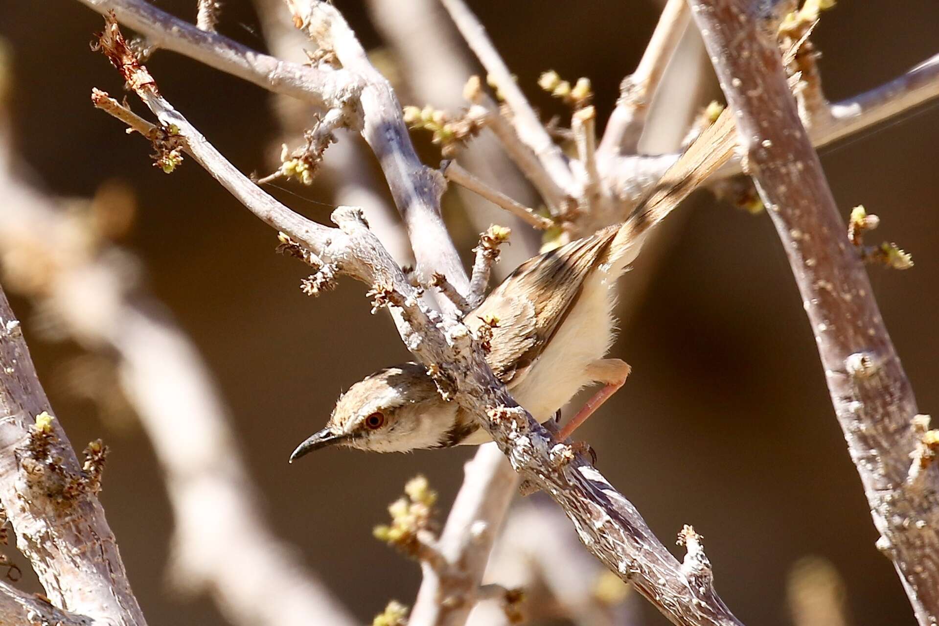 Image of Black-chested Prinia