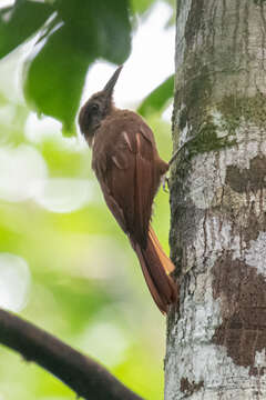 Image of Plain-brown Woodcreeper