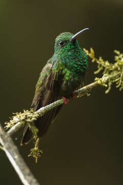 صورة Chalybura urochrysia (Gould 1861)