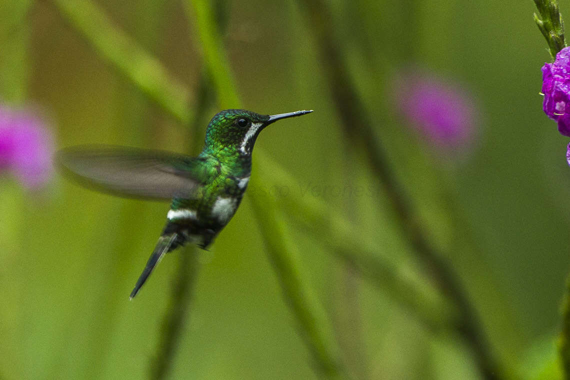 Image of Green Thorntail