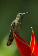 Image of Phaeochroa Gould 1861