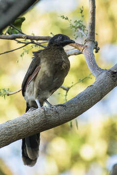 Image of Gray-headed Chachalaca