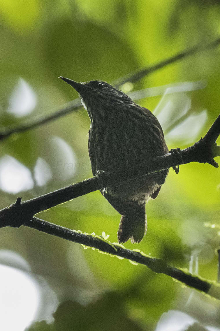 Image of Stripe-breasted Wren