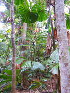 Image of Licuala fan palm