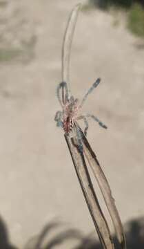 Image of Bahia Purple Red Tarantula