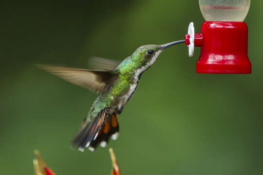 Image of Green-breasted Mango