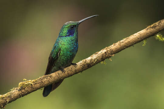 Image of Lesser Violetear