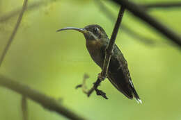 Image of Band-tailed Barbthroat