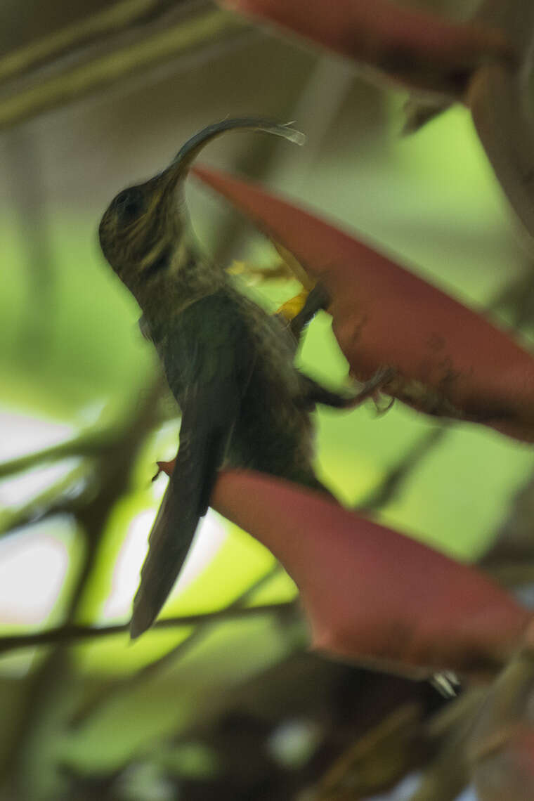 Imagem de beija-flor-bico-de-foice