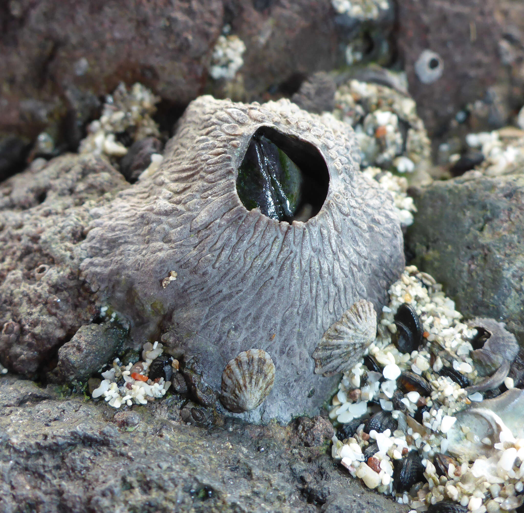 Sivun Tetraclita stalactifera (Lamarck 1818) kuva