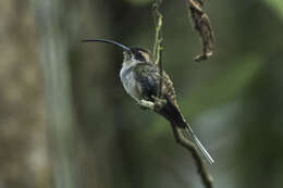 Image of Long-billed Hermit