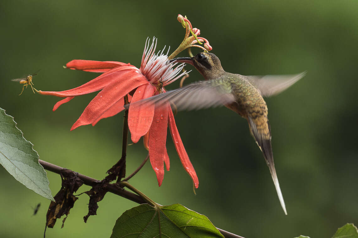 Image of Long-billed Hermit