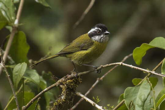 Image of Sooty-capped Bush Tanager