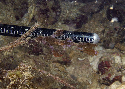 Image of Hairy ghost pipefish